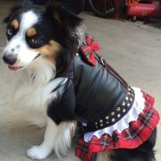 Review of doggles biker dress