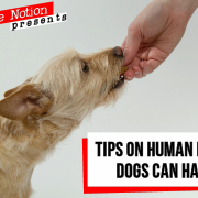 Tips On Human Foods Dogs Can Have