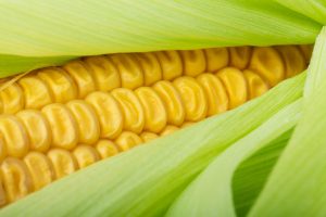 impulse-notion-blog-so-corny-yes-to-the-corn-but-hold-the-cob