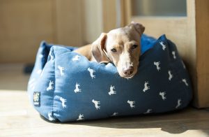 impulse-notion-blog-finding-the-best-dog-bed-for-your-dog